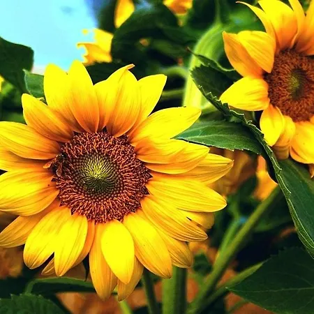 Slonecznikowy Zakatek * دارووفكو