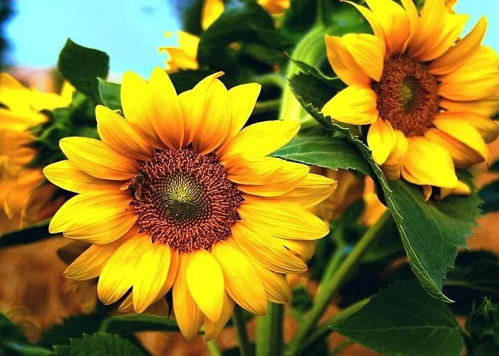 Slonecznikowy Zakatek * دارووفكو